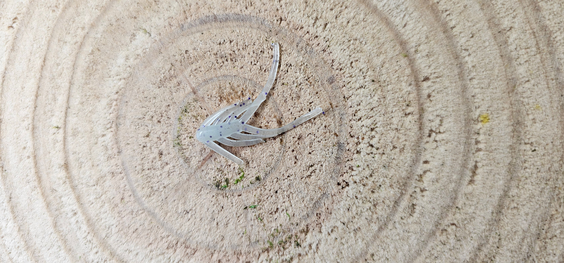 Ice spider image 3